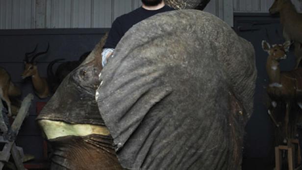 Ein Mann steht hinter einem präparierten Elefantenkopf mit Stoßzahn und großem Ohr.
