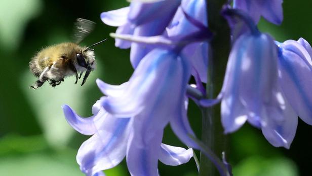 Der Wildbienen-Experte verrät: So bietet man den Tieren Nahrung und Lebensraum