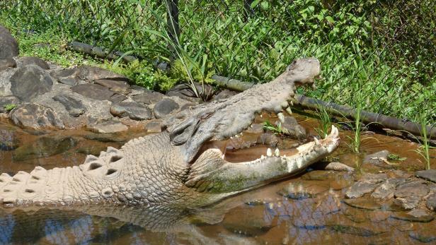 Krokodil nach tödlichem Angriff auf Kind erschossen