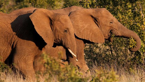 Symbolbild: Elefanten im Pilanesberg Nationalpark in Südafrika