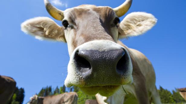 Hohe CO2-Emissionen: Dänemark will jede Kuh besteuern
