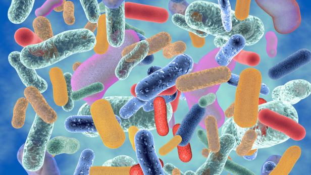 Etwa 300 verschiedene Bakterienarten finden sich im Darm jedes Erwachsenen.