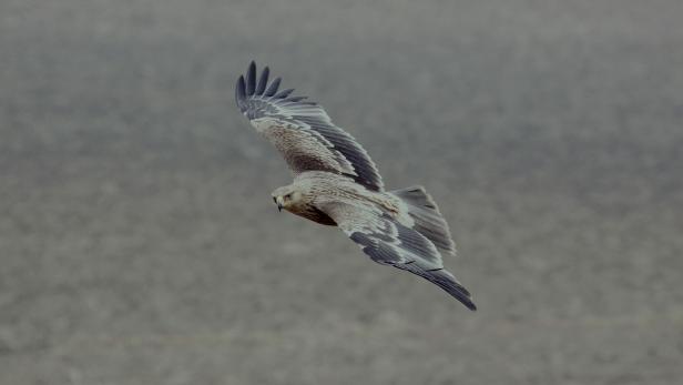 Kaiseradler-copyright-Snimek.jpg Kaiseradler schickt "SMS" von seiner Reise