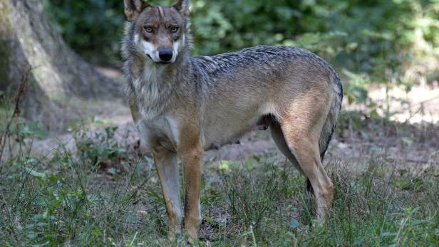 EuGH: Wolfsjagdverbot in Österreich gilt weiter