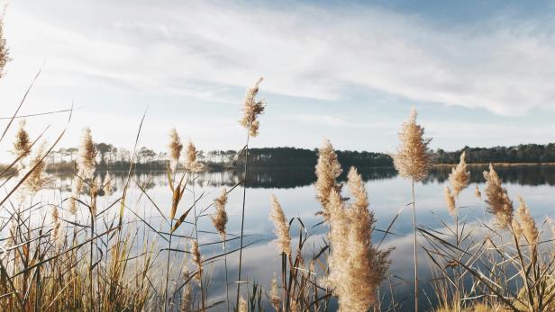 Ungarisches Großprojekt am Neusiedler See: Gericht für Naturerhalt Ungarisches Großprojekt am Neusiedler See: Gericht für Naturerhalt