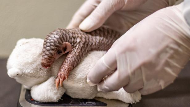 Pangolin in Prager Zoo: Bedrohtes Chinesisches Schuppentier geboren