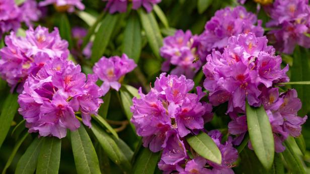 Gärtnertipp: Mehr Wasser für durstige Rhododendren