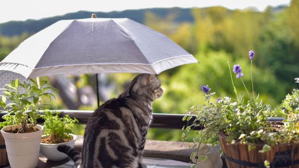 Eine graugefleckte Katze sitzt unter einem kleinen Sonnenschirm.