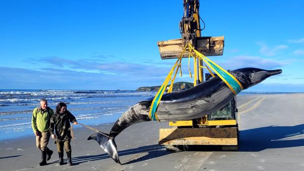 Extrem seltener Wal in Neuseeland an Strand gespült