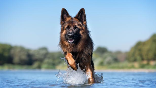 Ein Schäferhund läuft bei blauem Himmel durchs Wasser.