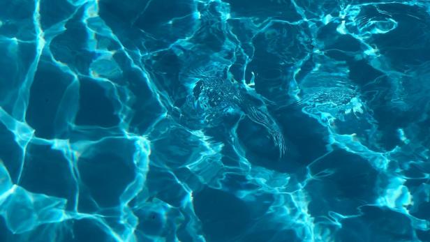 Das blaue Wasser eines Schwimmbeckens reflektiert das Sonnenlicht.