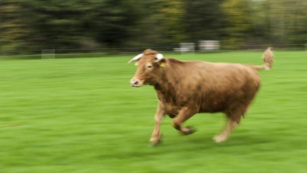 Stier-Attacke im Innviertel.