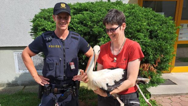46-207492295 Erfolgreiche Rettungsaktion für den kranken Storch