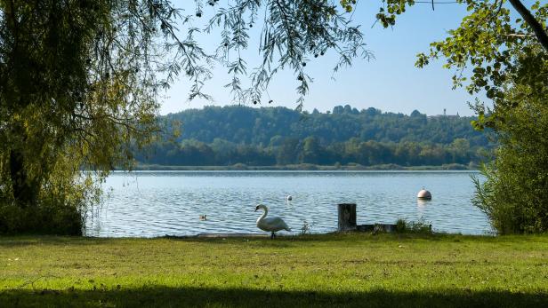 Ein Schwan steht am Ufer eines Sees, im Hintergrund bewaldete Hügel.