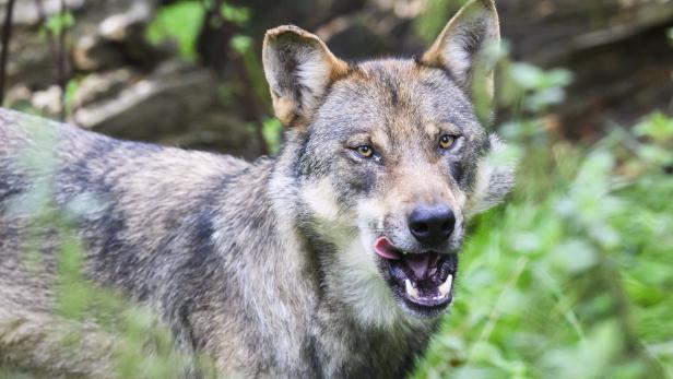Wolf soll auf zwei Höfen Schafe gerissen haben   (Symbolbild)