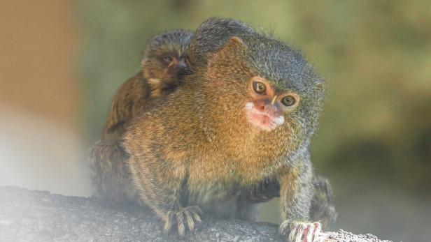 Doppelter Nachwuchs bei kleinster Affenart der Welt im Zoo Salzburg