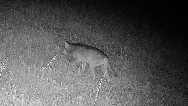 Der seit April am Königsberg gesichtete Wolf soll nun erstmals auf zwei Höfen Schafe gerissen haben