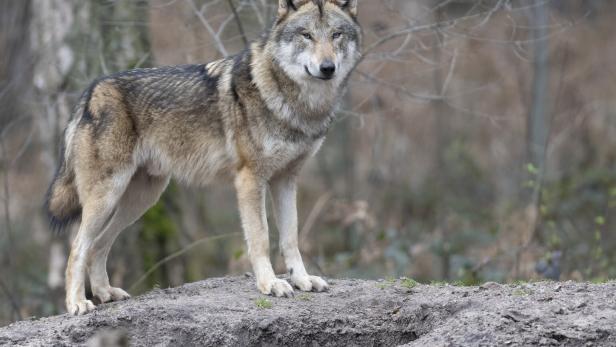 Trotz EuGH-Urteil gibt Tirol weiteren Wolf zum Abschuss frei