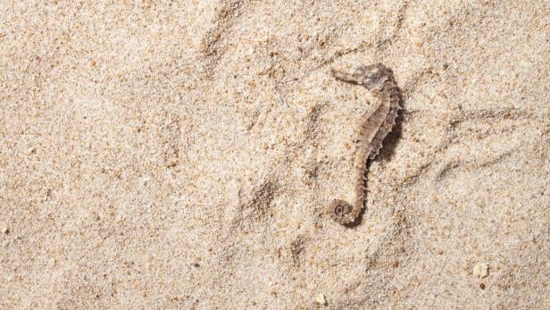 Ein Seepferdchen liegt am Sandstrand.