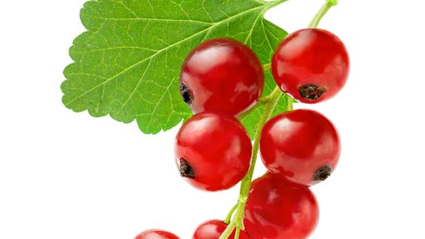 Ein Zweig mit roten Johannisbeeren und einem grünen Blatt.