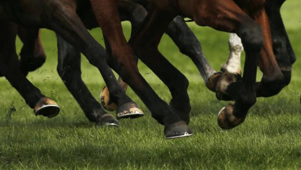 Die Beine von mehreren Pferden sind während eines Rennens auf einer grünen Wiese zu sehen.