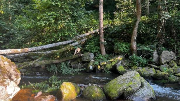 Baum fiel auf idyllischen Badeplatz in der Rodl