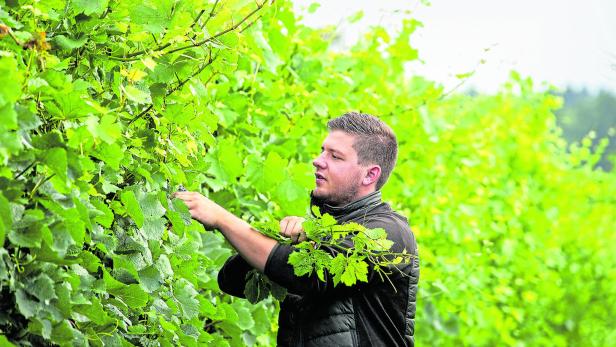 Lukas Schiefermair in seinem Weingarten in Kematen an der Krems