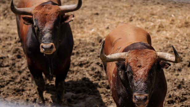 In Bosnien-Herzegowina wurde ein Mann von einem Stier getötet.