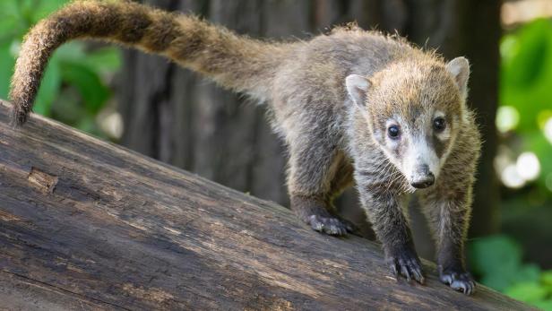 Umzug im Zoo Schönbrunn: Nasenbären-Jungtiere siedelten in Bären-WG um