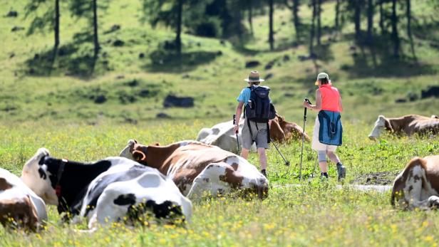 ++ THEMENBILD ++ KÜHE / ALM / WANDERN / TOURISMUS Gut miteinander auskommen auf der Alm: Müll, Hunde, Autos - bitte nicht!