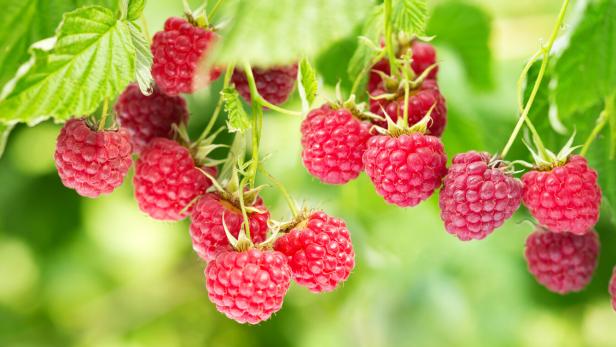 branch of ripe raspberries in a garden