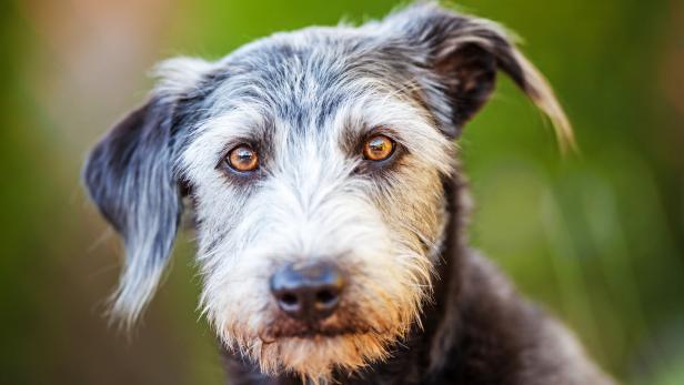 Ein süßer Mischlingshund mit grau-schwarzem Fell schaut in die Kamera.