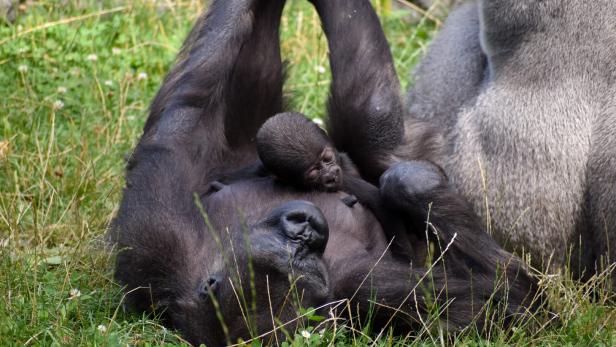 Gorillababy auf erster Erkundungstour im Zoo Schmiding