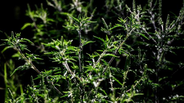 Ragweed sorgt auch in Österreich für Allergien Ragweed