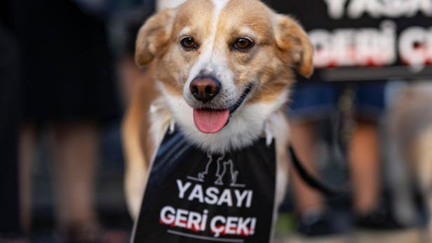 Ein Hund trägt ein Schild mit der Aufschrift „Gesetz zurückziehen!“.