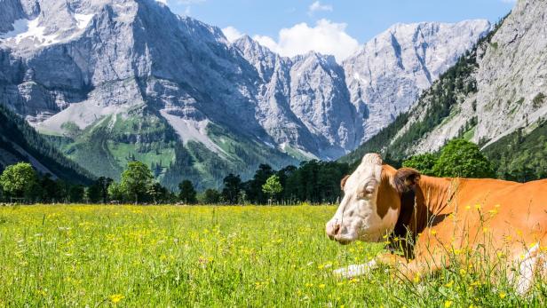 Schluss mit Urlaub auf der Alm? Die Zahl der Almbetriebe geht zurück