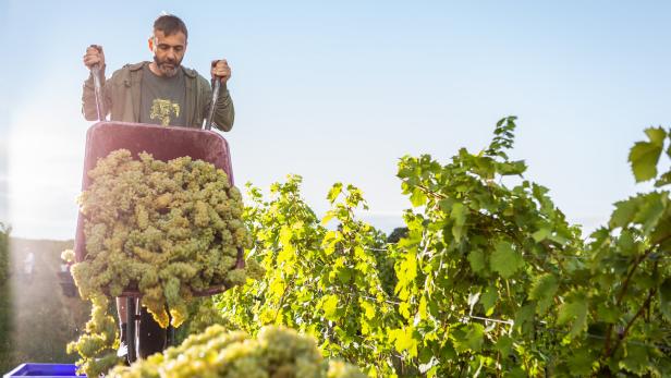 Biowein immer beliebter: Österreich Weltmeister beim biologischen Anbau