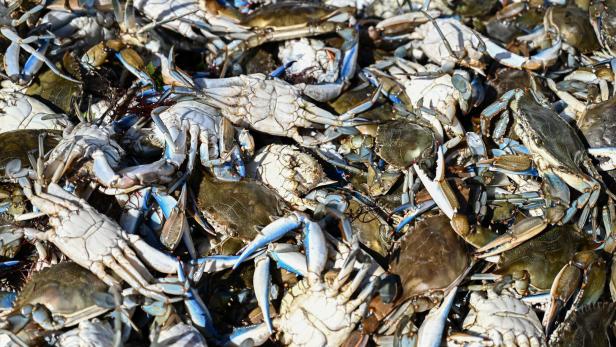ITALY-ENVIRONEMENT-SEA-CRABS Dem Fischsterben fielen auch Blaukrabben zum Opfer, die zuletzt immer mehr zum Schreck der Fischer geworden sind
