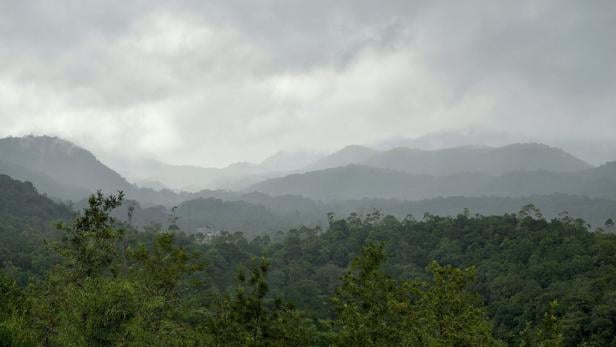 Indien: Frau von Ex-Mann im Wald an Baum gekettet - 40 Tage ohne Essen