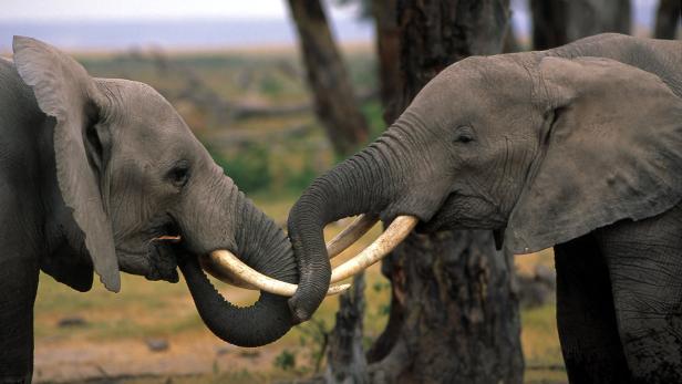 Die Bestände des Afrikanischen Elefanten haben sich deutlich erholt (Bild: Amboseli National Park, Kenia). Der aktuelle Anstieg der Wilderei gefährdet diesen Erfolg. Seite Anfang 2014 wurden mindestens 20.000 Tiere abgeschossen.