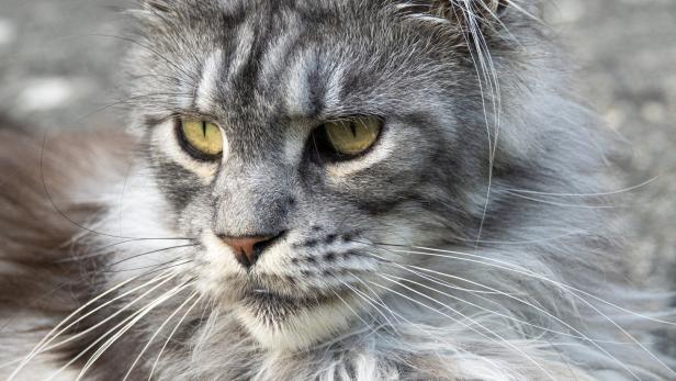 Eine graue Katze mit langem Haar schaut in die Kamera.