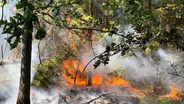 Waldbrandverordnung in 16 Bezirken Niederösterreichs in Kraft