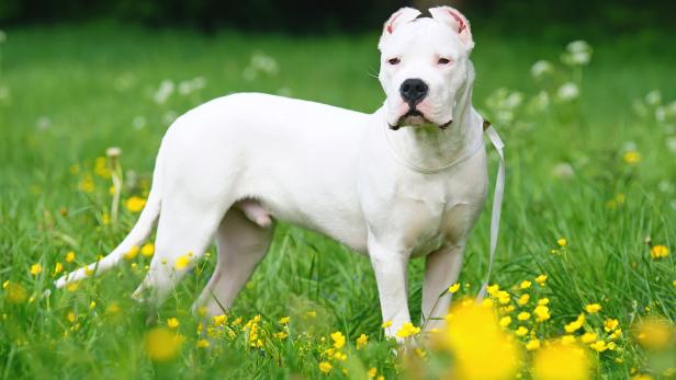 Hundetrainerin: "Es ist ein Skandal, dass Hunde nach der Optik ausgesucht werden"