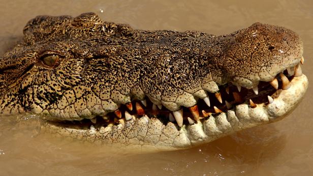 Nahaufnahme vom Kopf eines Krokodils im Wasser.