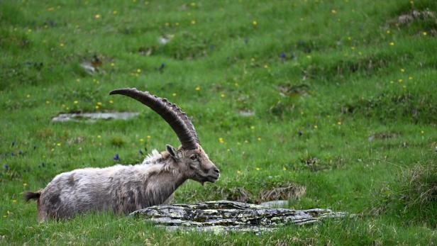 In Bergnot geraten: Steinbock versperrte Kletterern den Weg