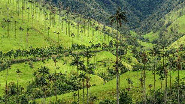 Im Cocora-Tal kann man Wachspalmen bestaunen, die höchste Palmenart der Welt