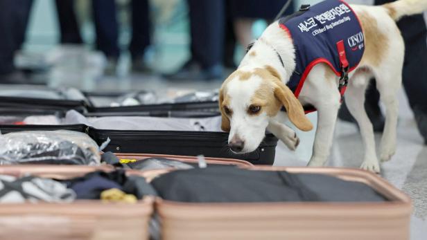 Südkorea: Hund spürt eingeschleppte Bettwanzen von Olympia auf