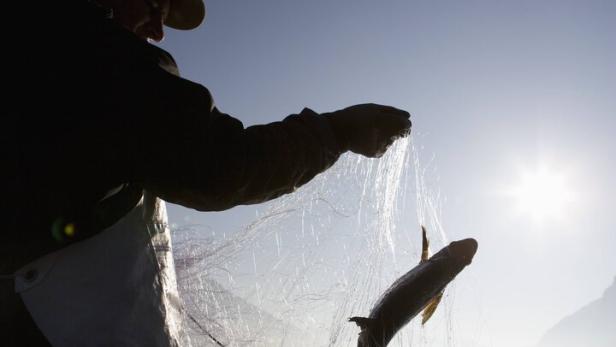 Seesaibling in Not: Wie der Klimawandel Fischen zusetzt