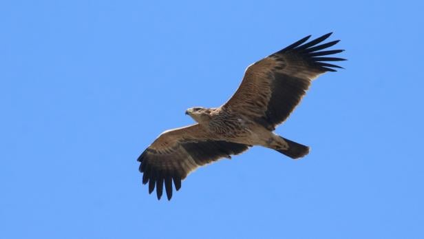 Kaiseradler in manchen Regionen am Vormarsch