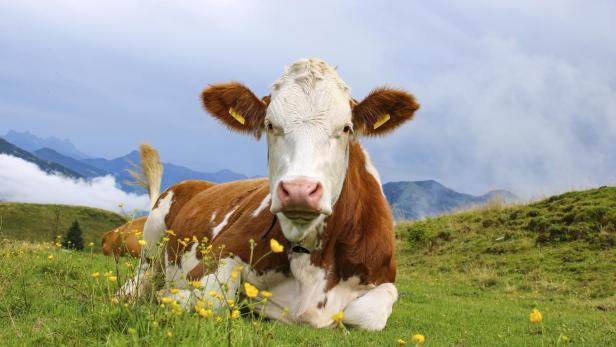 Cow at the meadow in the alps